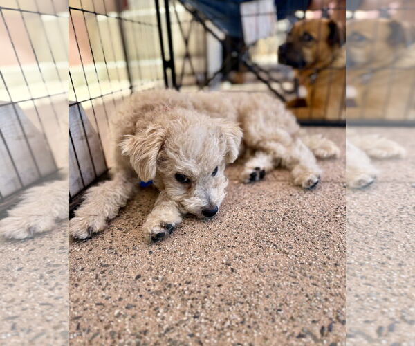 Medium Photo #11 Miniature Schnauzer-Unknown Mix Puppy For Sale in Corona, CA, USA