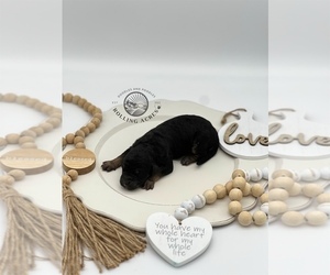 Goldendoodle Puppy for sale in MARYVILLE, MO, USA