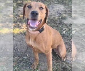 Doberman Pinscher-Unknown Mix Dogs for adoption in Santa Maria, CA, USA