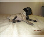 Small Photo #5 Pug Puppy For Sale in HUGUENOT, NY, USA