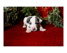Small Photo #32 Australian Cattle Dog-Catahoula Leopard Dog Mix Puppy For Sale in WELLMAN, IA, USA