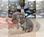Small Photo #10 French Bulldog Puppy For Sale in HILTON, NY, USA