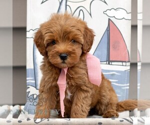 Goldendoodle (Miniature) Puppy for sale in NEWMANSTOWN, PA, USA