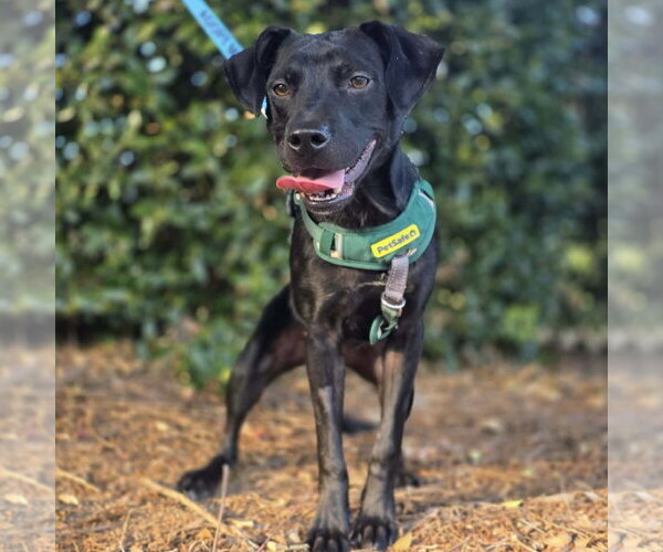 Medium Photo #2 Labrador Retriever-Unknown Mix Puppy For Sale in Spring Lake, NC, USA