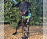 Small Photo #2 Labrador Retriever-Unknown Mix Puppy For Sale in Spring Lake, NC, USA