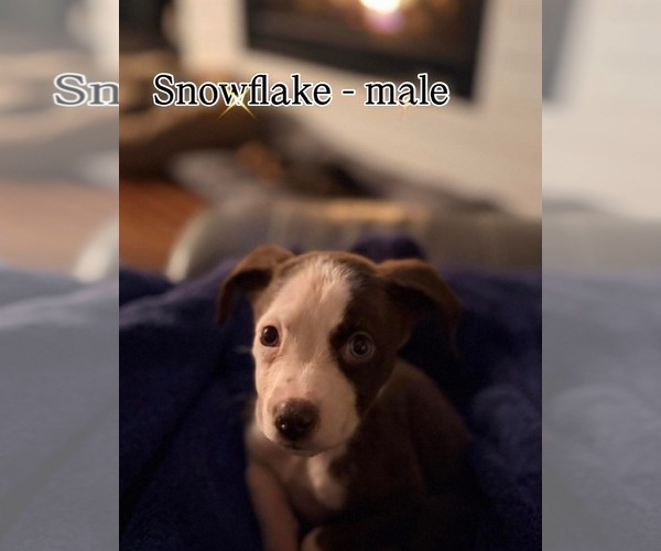 Medium Photo #1 Mutt Puppy For Sale in Mount Pleasant, SC, USA