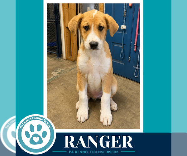 Medium Photo #4 Labrador Retriever-Unknown Mix Puppy For Sale in Kimberton, PA, USA
