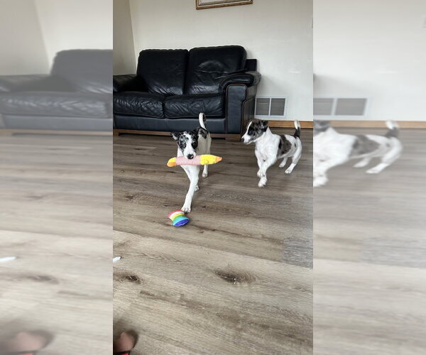 Medium Photo #11 Border Collie-Unknown Mix Puppy For Sale in Brewster, NY, USA