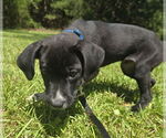 Small #1 Border Terrier-Labrador Retriever Mix