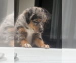 Small #7 Miniature Australian Shepherd
