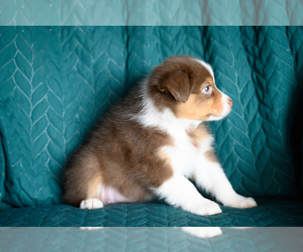 Medium Photo #3 Australian Shepherd Puppy For Sale in ROCKY MOUNT, VA, USA