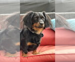 Small #2 Dachshund