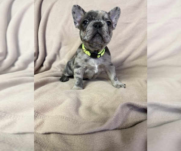 Medium Photo #1 French Bulldog Puppy For Sale in BRUNSWICK, MO, USA