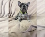 Puppy Tank French Bulldog
