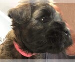 Small Photo #4 Soft Coated Wheaten Terrier Puppy For Sale in ACTON, TX, USA