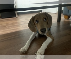 Beagle Puppy for sale in ARLINGTON, TX, USA