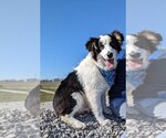 Small #7 Australian Shepherd