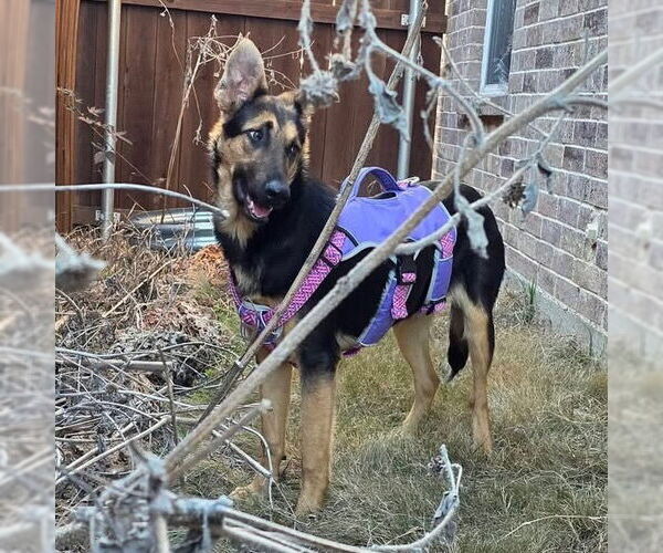 Medium Photo #2 German Shepherd Dog-Unknown Mix Puppy For Sale in Canton, CT, USA