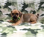 Small Photo #13 Puggle Puppy For Sale in LAKELAND, FL, USA