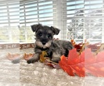 Small #2 Schnauzer (Miniature)