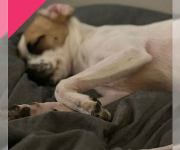 Medium Photo #2 Rat-Cha Puppy For Sale in Grafton, WI, USA