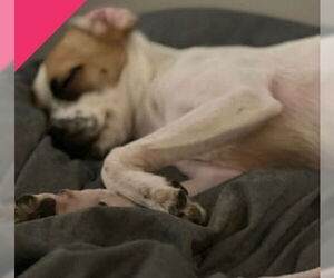 Rat-Cha Dogs for adoption in Grafton, WI, USA