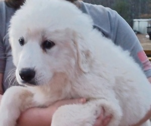 Great Pyrenees Puppy for sale in FRANKLINTON, NC, USA