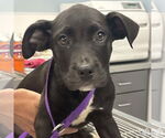Small #2 Labrador Retriever Mix