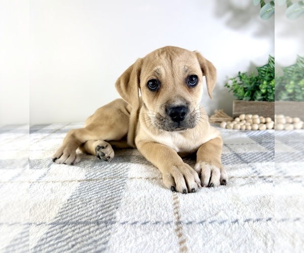 Medium Photo #2 Cane Corso Puppy For Sale in GREENFIELD, IN, USA