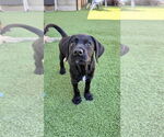 Small #6 Mutt