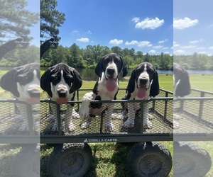 Great Dane Puppy for Sale in CARSON, Virginia USA