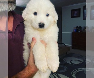 Great Pyrenees Puppy for sale in MILLEDGEVILLE, GA, USA