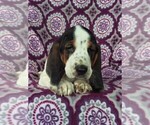 Small Photo #6 Basset Hound Puppy For Sale in LANCASTER, PA, USA