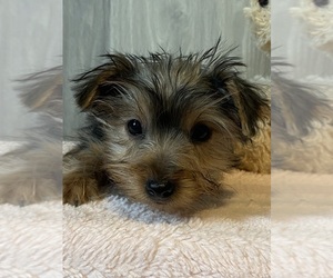 Yorkshire Terrier Puppy for sale in CANOGA, NY, USA