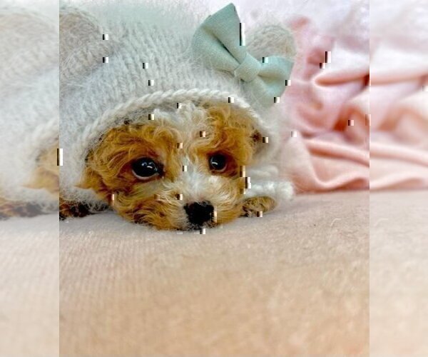 Medium Photo #9 Poodle (Toy) Puppy For Sale in THONOTOSASSA, FL, USA