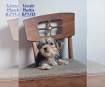 Puppy Lincoln Morkie