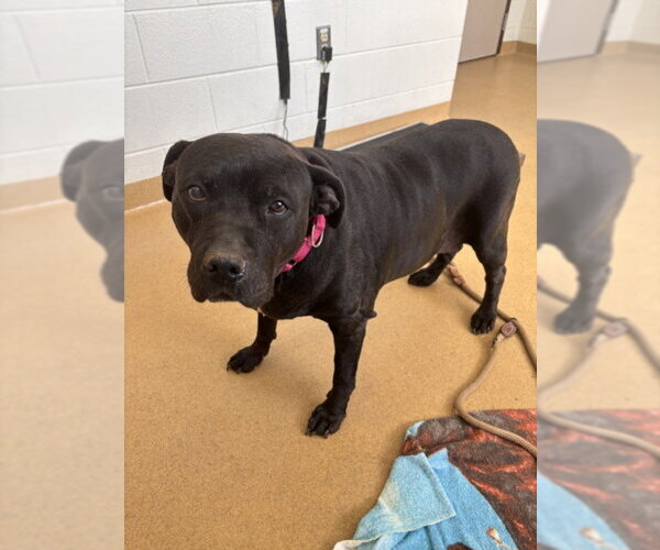 Medium Photo #1 American Pit Bull Terrier Puppy For Sale in Derwood, MD, USA