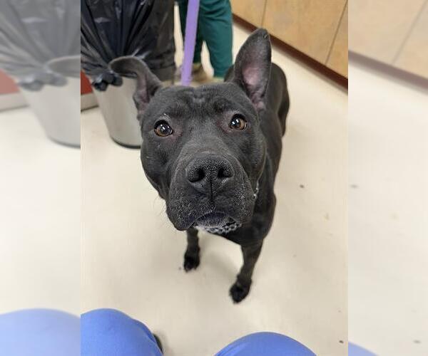 Medium Photo #1 Mutt Puppy For Sale in Center Township, PA, USA