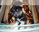 Small Photo #8 Siberian Husky Puppy For Sale in FORT PLAIN, NY, USA