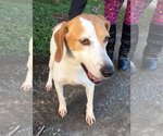 Small Photo #2 Treeing Walker Coonhound Puppy For Sale in Staley, NC, USA