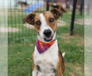 Mutt Dogs for adoption in San Antonio, TX, USA