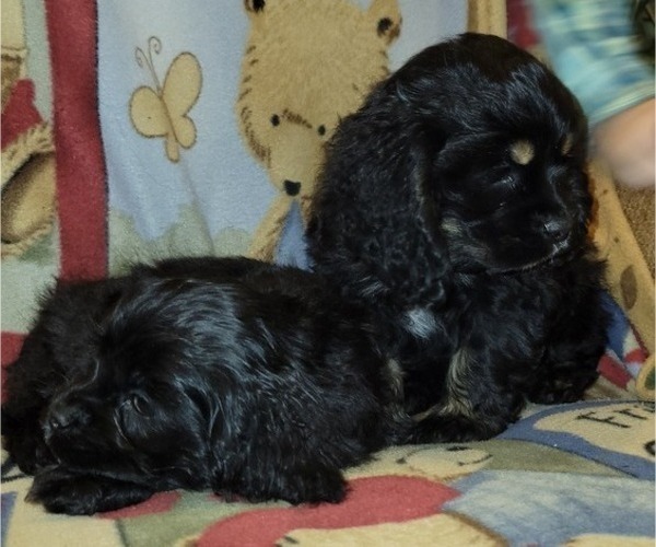 Medium Photo #2 Cocker Spaniel Puppy For Sale in WITHEE, WI, USA
