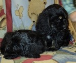 Small #1 Cocker Spaniel