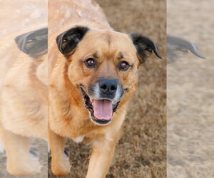 Mason - Male Golden Retriever-Unknown Mix Dog for Adoption - Photo #2