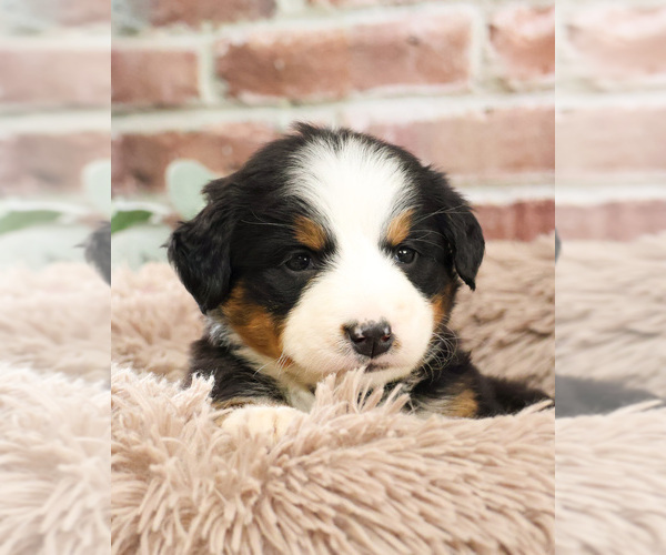Medium Photo #11 Bernese Mountain Dog Puppy For Sale in SYRACUSE, IN, USA