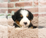 Small #10 Bernese Mountain Dog