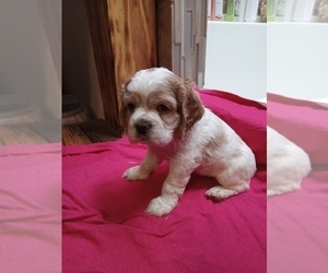 Cocker Spaniel Puppy for sale in HORTENSE, GA, USA