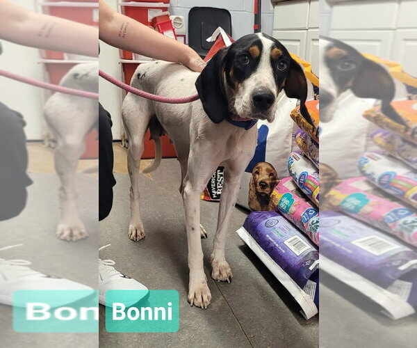 Medium Photo #2 Treeing Walker Coonhound Puppy For Sale in Richmond, IN, USA