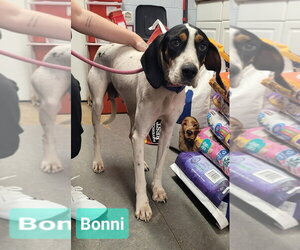 Bonni - Female Treeing Walker Coonhound Dog for Adoption - Photo #2