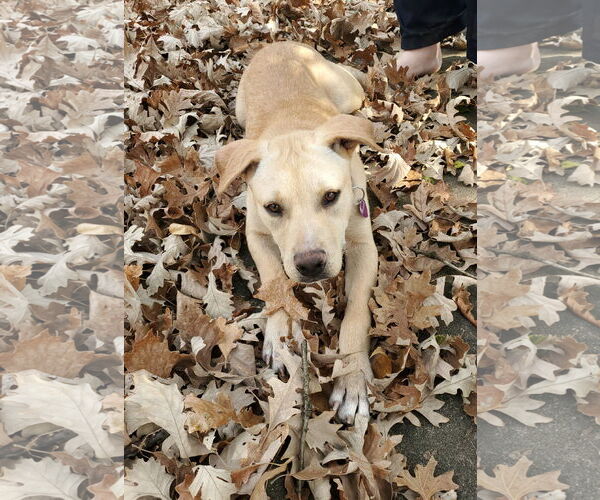 Medium Photo #4 Labrador Retriever-Unknown Mix Puppy For Sale in Minneapolis, MN, USA